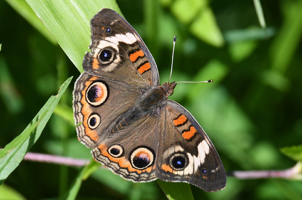 045 2017-06281158 Broad Meadow Brook, MA.JPG - Common Buckeye Butterfly (Junonia coenia). Broad Meadow Brook Wildlife Sanctuary, MA, 6-28-2017